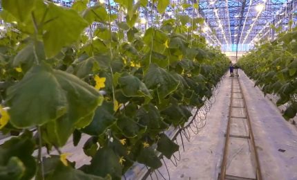 Agricoltura, produzione in lieve crescita e occupati in calo