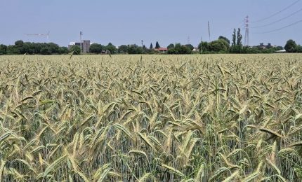 Agricoltura, nuove risorse dal ddl ColtivaItalia