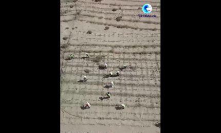 Cina, un corridoio verde protegge l'autostrada nel deserto di sabbie mobili