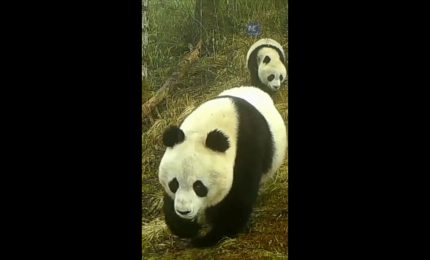 Cina: Gansu, rara fauna selvatica ripresa nel Parco dei panda giganti