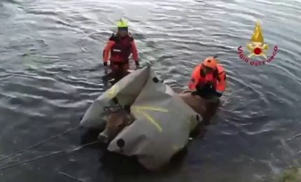 Sassari, mucca viene salvata nel fiume Coghinas da Vigili del Fuoco: le immagini