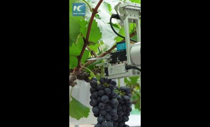 Cina, robot basati sull'IA rivoluzionano la viticoltura tradizionale