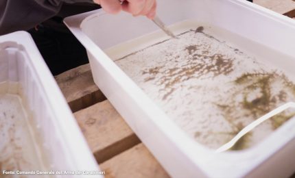 Un piccolo crostaceo rivela come sta cambiando il clima nell'Artico