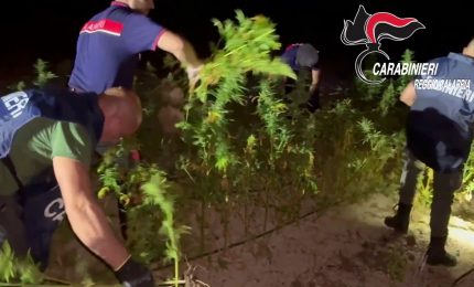 Piantagione di canapa indiana scoperta nella Locride, estirpati 1200 arbusti
