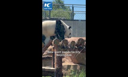 Cina, per i panda giganti una nuova area di 13 mila mq allo zoo di Pechino