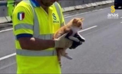 Tangenziale di Catania, un gatto fugge da un'auto, salvato