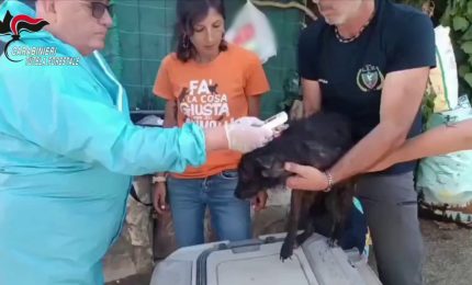 Sequestrati oltre 100 cani detenuti in gravi condizioni nel Palermitano, denunce