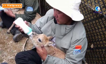Cina, i ranger proteggono la fauna selvatica
