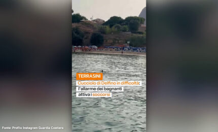 Cucciolo di delfino in difficolt&agrave; salvato dalla Guardia Costiera nel Palermitano