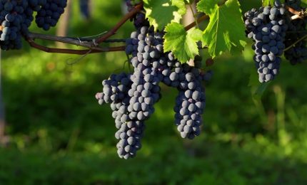 Vendemmia in anticipo, tra caldo estremo e carenza di manodopera