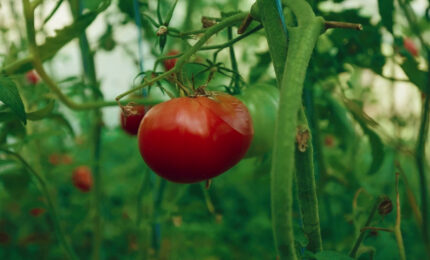 Pomodoro, il clima mette alla prova la raccolta