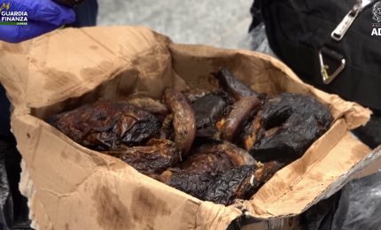 Malpensa, sequestrate 8,5 tonnellate di cibo fuori norma nel primo semestre