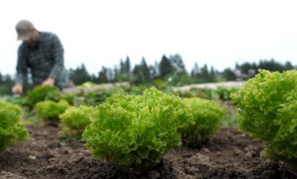 Biologico, nasce il marchio tricolore