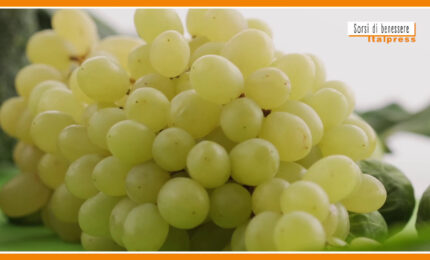 Sorsi di Benessere - Un drink a base di uva e zenzero