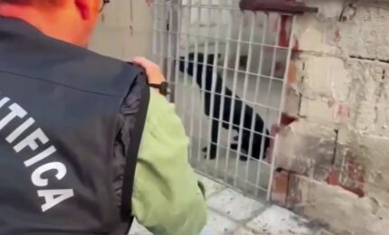 Blitz contro i combattimenti tra cani nel nisseno, sequestrati 13 pitbull