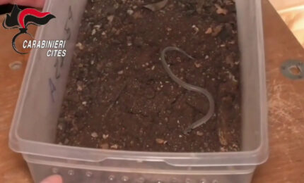 Trovato un piccolo serpente a bordo dell'aereo Lampedusa-Palermo, le immagini