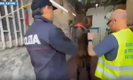 Col kalashnikov a una corsa clandestina di cavalli, giovane arrestato a Catania