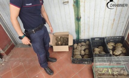 Catania, sequestrate 102 tartarughe protette: erano detenute senza documentazione e autorizzazioni