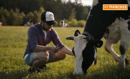 Zootecnia, l&rsquo;Italia perde allevamenti e importa pi&ugrave; carne