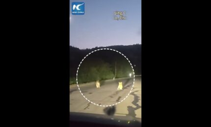 Cina, famiglia di tigri siberiane selvatiche avvistata in strada