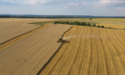 Grano, rese record ma gli agricoltori sono in difficolt&agrave;