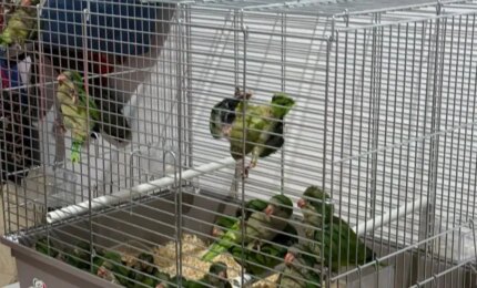 Sequestrate 300 testuggini e 77 pappagalli al porto di Pozzallo, 76 appartenenti a specie protette