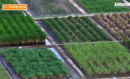Cina, nello Hainan la pi&ugrave; grande &ldquo;banca genetica&rdquo; del riso selvatico