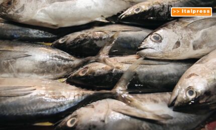 Pesca, in arrivo 10 milioni con "Cambiale Azzurra"