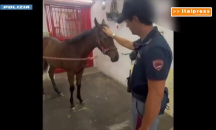 Corsa clandestina di cavalli nel Catanese, 5 denunce